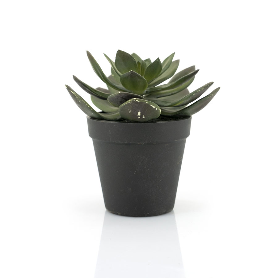 Kunstpflanze Sukkulente Echeveria 2