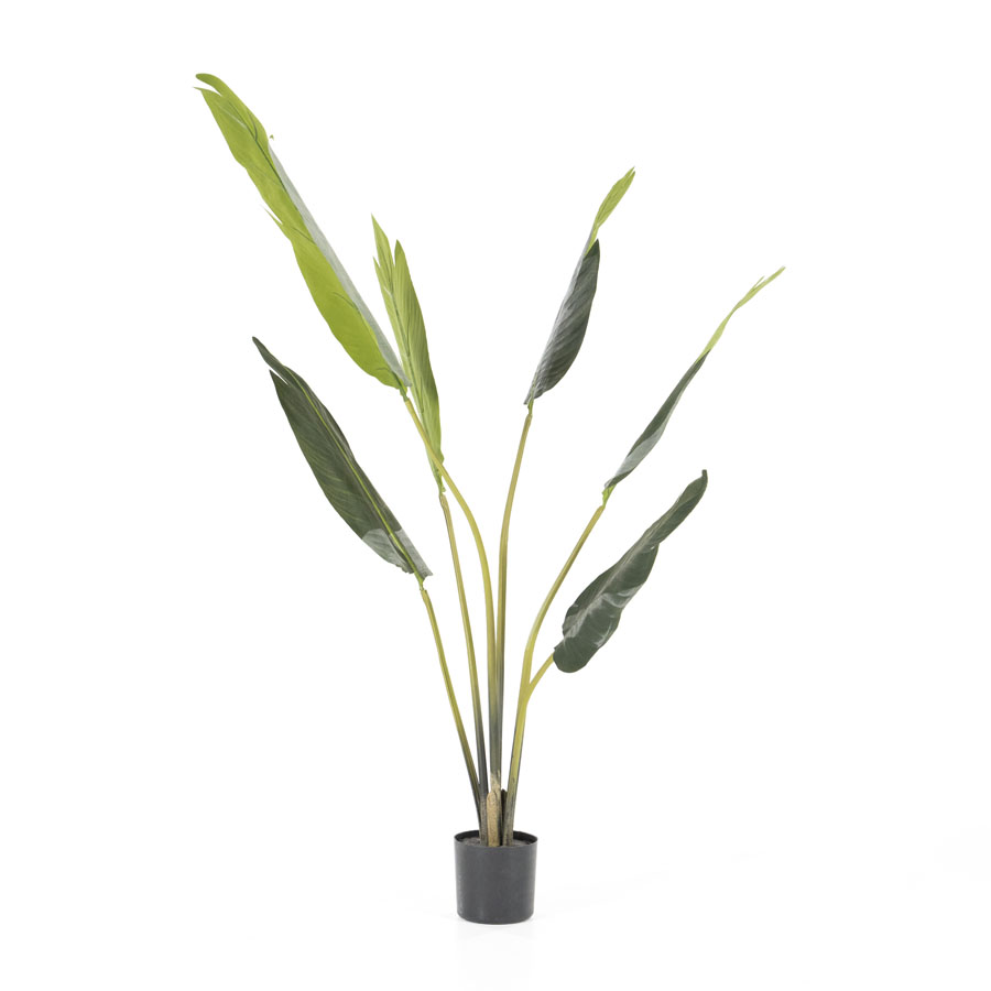 Palme klein (pro 4)