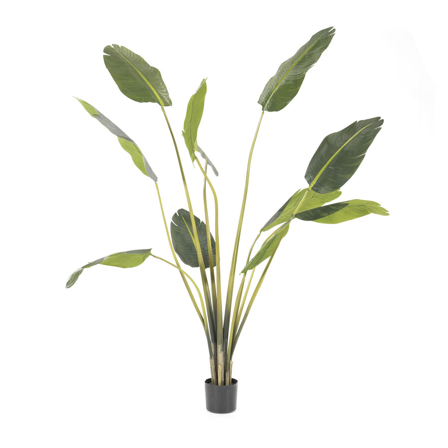 Palme mittel (pro 2)