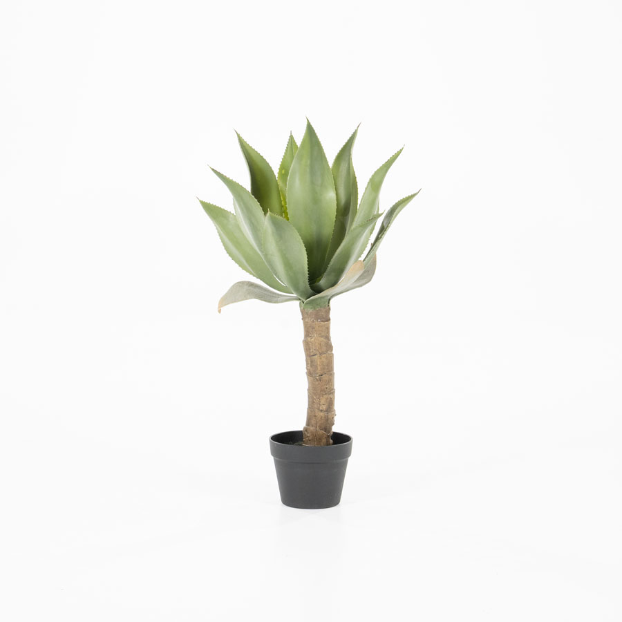 Pflanze – Agave auf geradem Stiel mit Topf (pro 2)