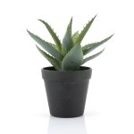 By-Boo-Pflanze-Agave-klein-pro-6