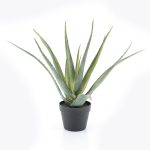 By-Boo-Pflanze-Aloe-Vera