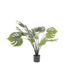 By-Boo-Pflanze-Philodendron-Monstera-klein-Pro-4