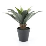 By-Boo-Pflanze-Sanseveria-pro-4