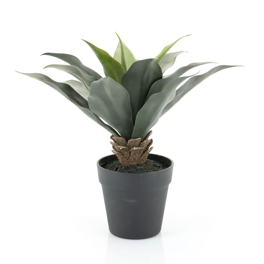 Pflanze – Sanseveria (pro 4)