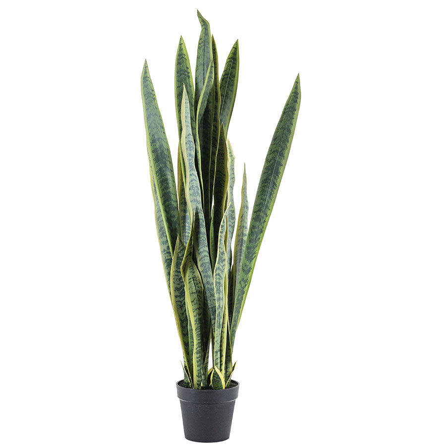 Pflanze Sansevieria 132cm (Pro 2)