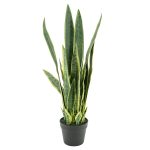 By-Boo-Pflanze-Sansevieria-79cm-Pro-2