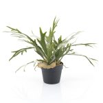 By-Boo-Pflanze-Staghorn-pro-4