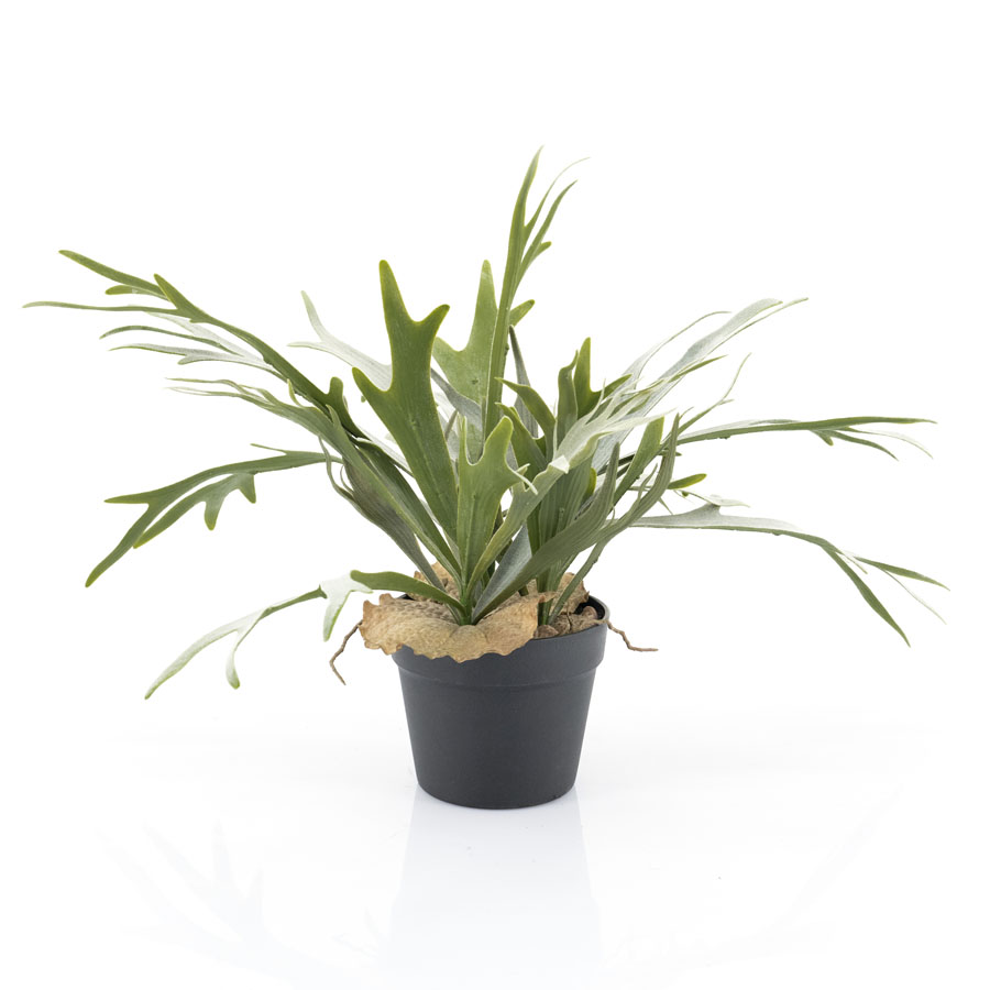 Pflanze – Staghorn (pro 4)