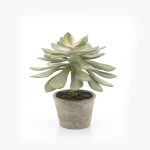 By-Boo-Pflanze-Sukkulente-Echeveria