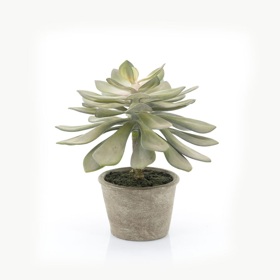 Pflanze – Sukkulente Echeveria