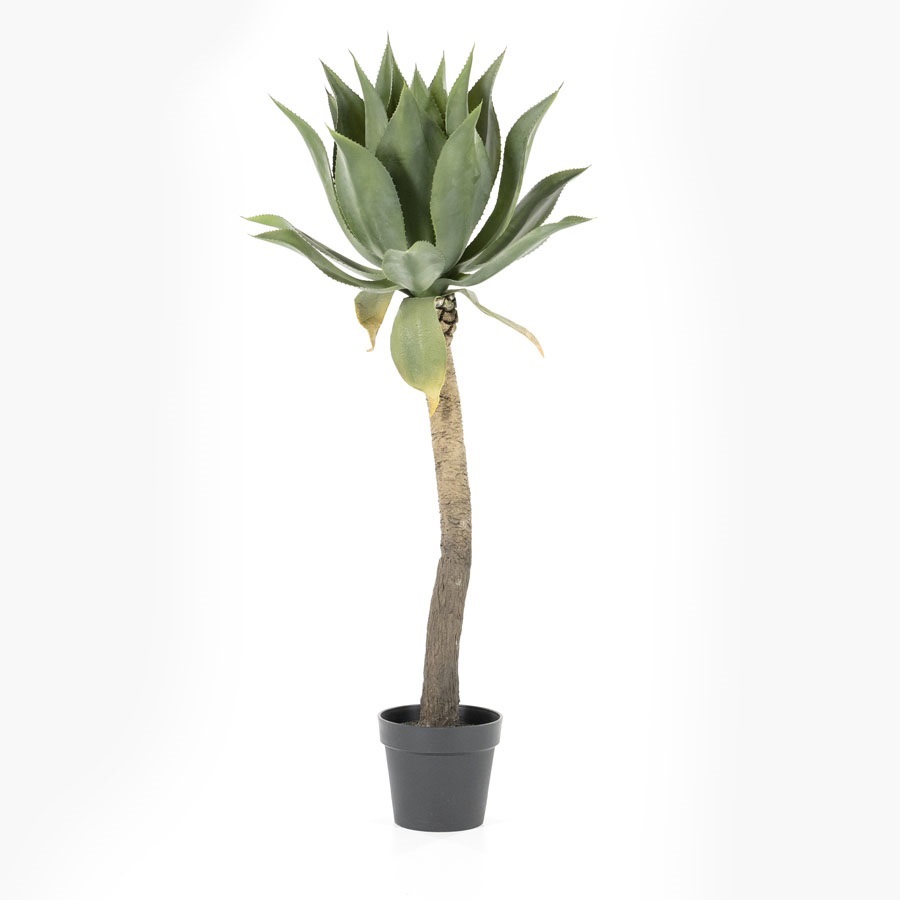 Plant Agave